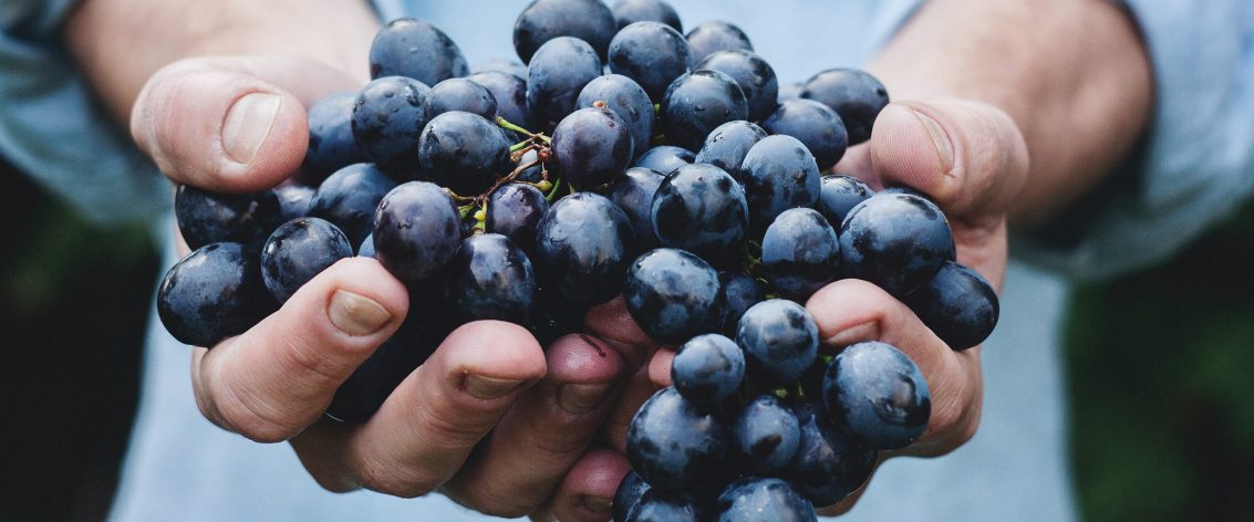 Close up of hands holding a fresh bunch of grapes